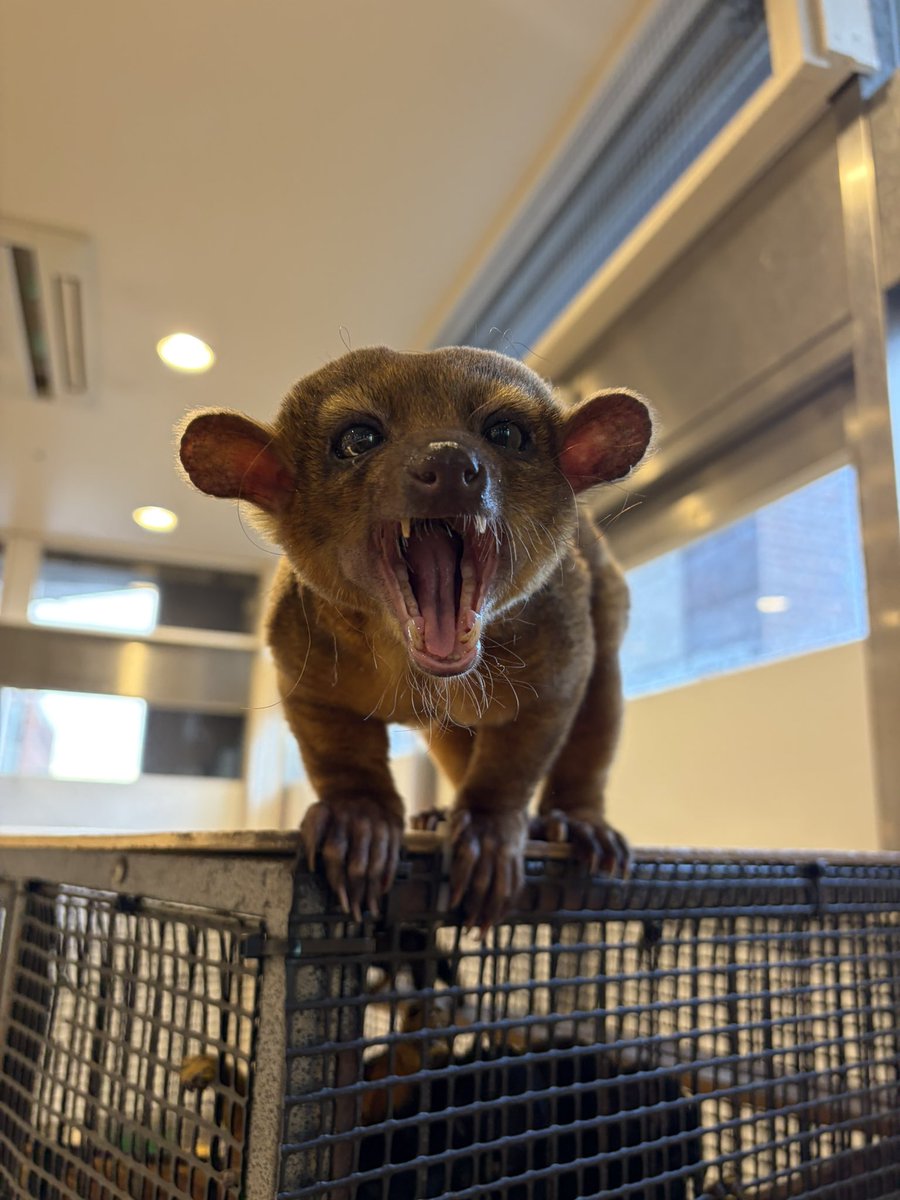 anitouch_'s tweet photo. 朝のけんぴくんの大あくび〜☀️
ライオンみたいに吠えそうですがキンカジューは
滅多に鳴かないんですよ^_^

#アニタッチ #キンカジュー #みなとみらい #yokohama #kinkajou #アライグマ #の仲間 https://t.co/3GYJ4c7l8U