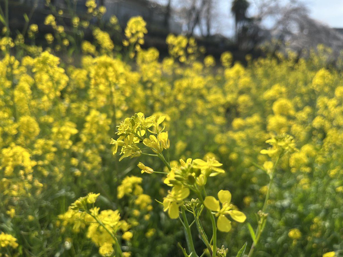 株式会社エム・ソフト 広報（公式） tweet media