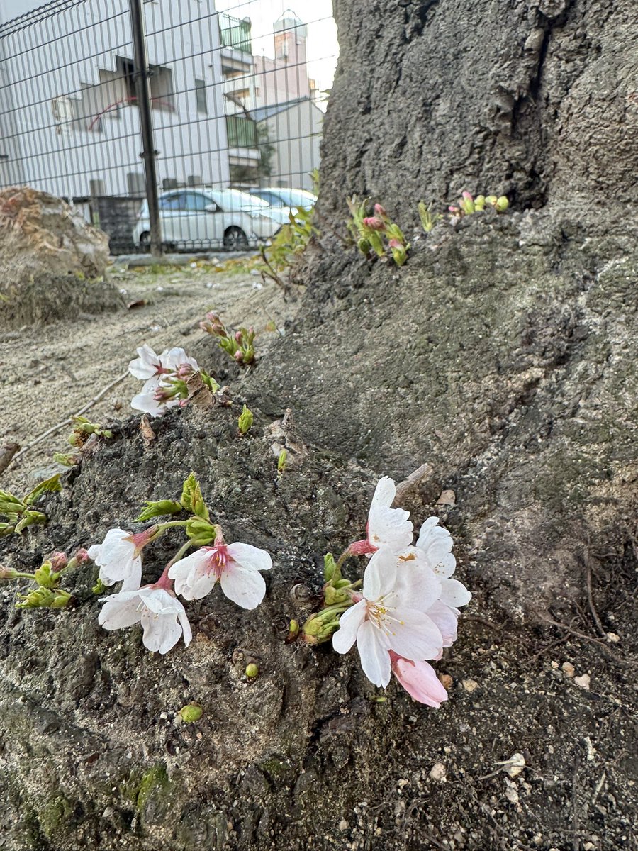 LEON加来 匠 Evolución tweet media