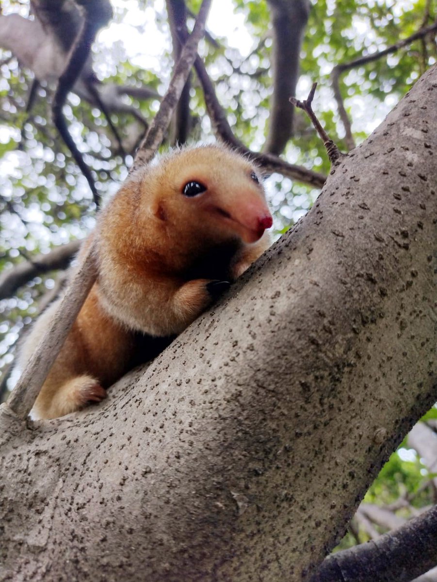 Project_Badlands, the Homo Maniac tweet media