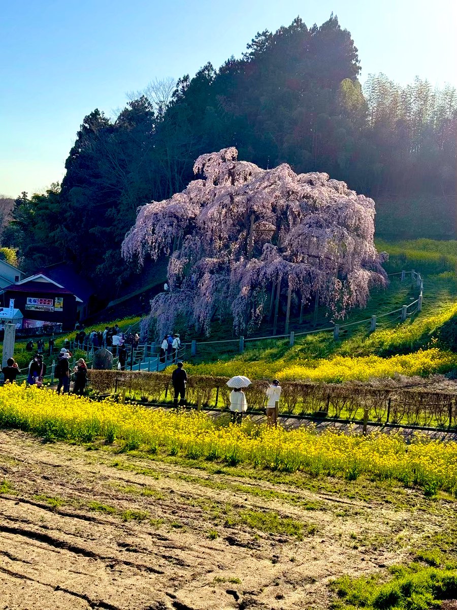 ayn_dsny's tweet photo. @waitwhat 福島県の三春滝桜
樹齢1000年以上で日本三大桜の一つです https://t.co/9I8UiOx2YZ