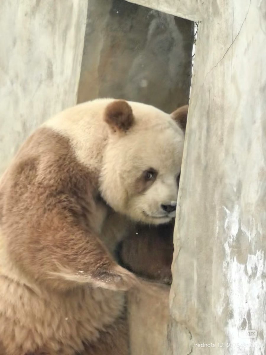 วิเชียรไก่ย่าง tweet media