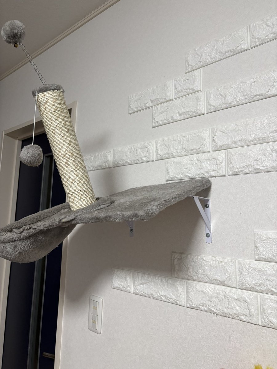 あずき🐾 tweet media