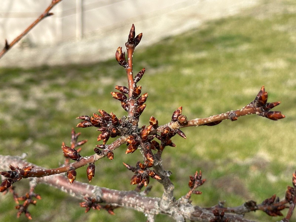 anatolia tweet media