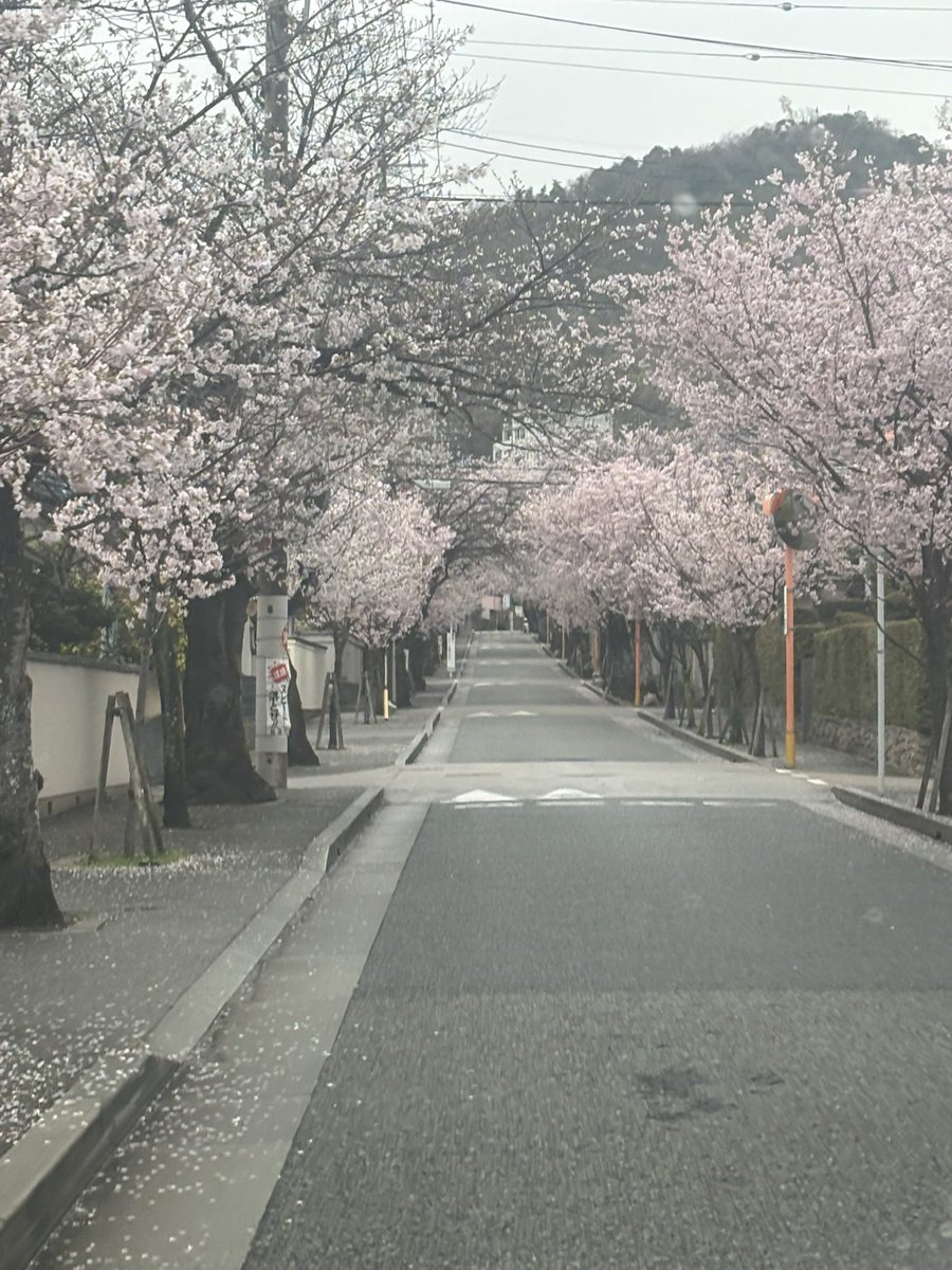 summer13green's tweet photo. 雨予報につき 車で送る。
ついでに近所の桜並木を撮影🌸 https://t.co/E3gJg0yo0L
