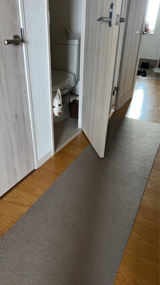 白と黒のいぬ tweet media