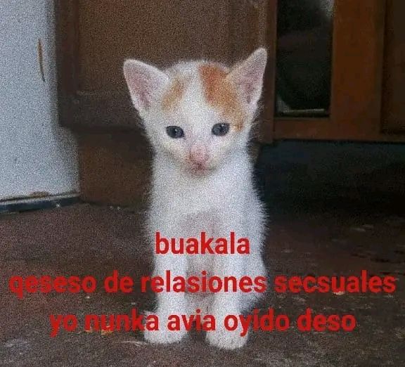 Mr. Ferchas 🎃​🧢 tweet media