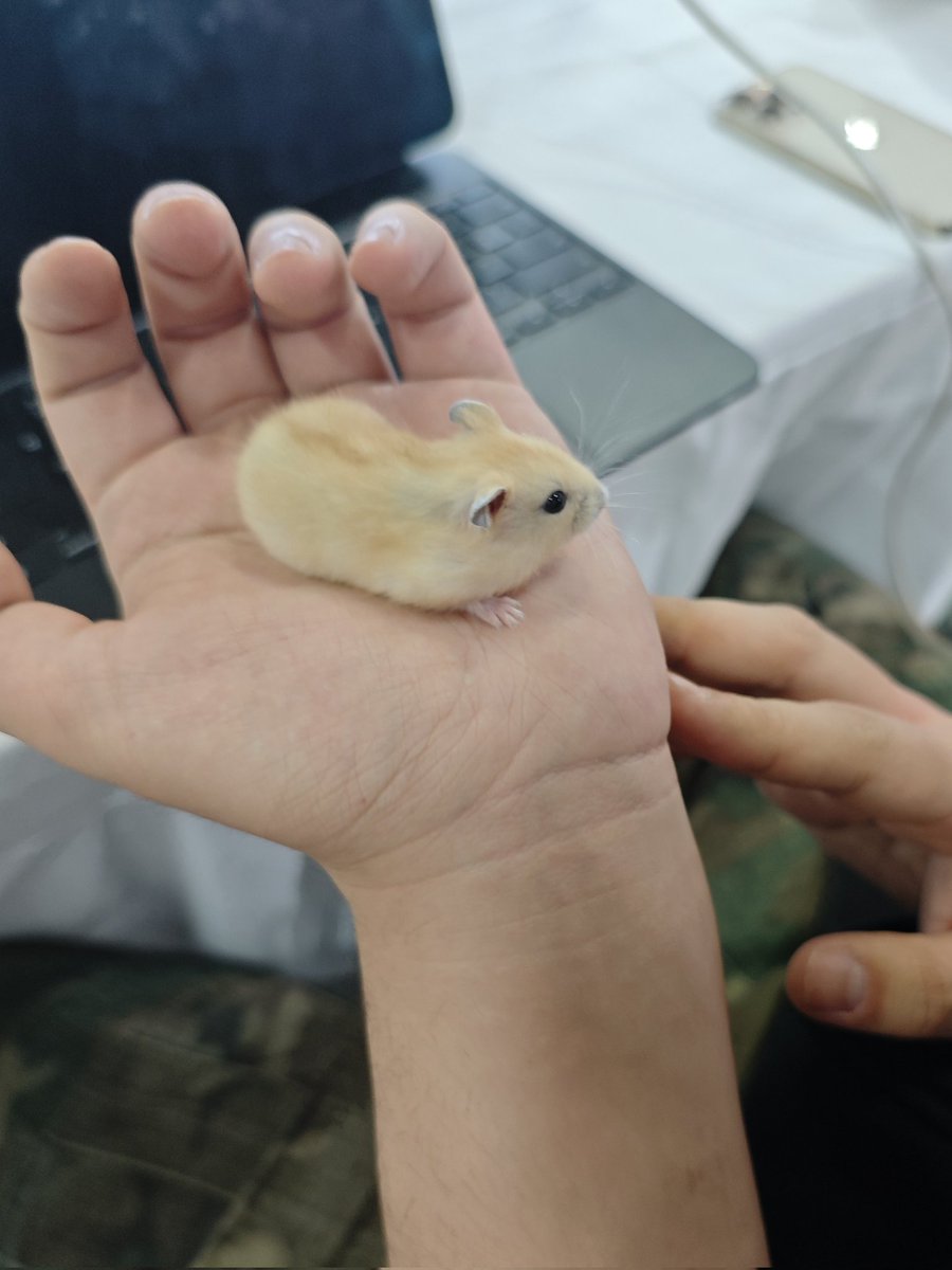 在公司养了一只小仓鼠 (*^▽^*)