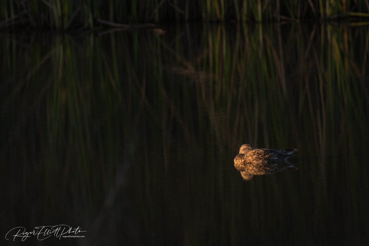 RogerElliottPhoto tweet media