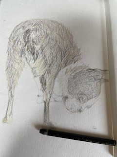 井氷鹿Ihika tweet media