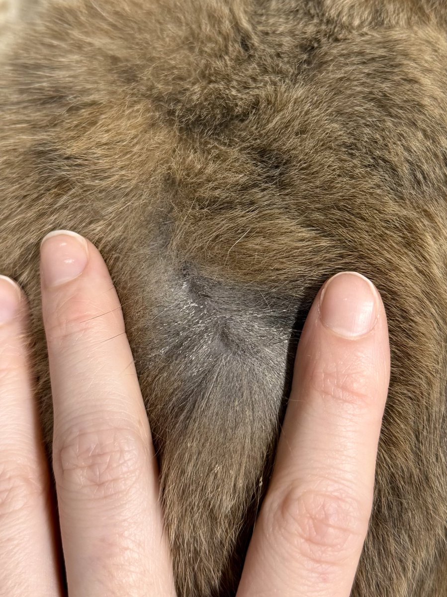 Friends of Bear Cat Rescue tweet media