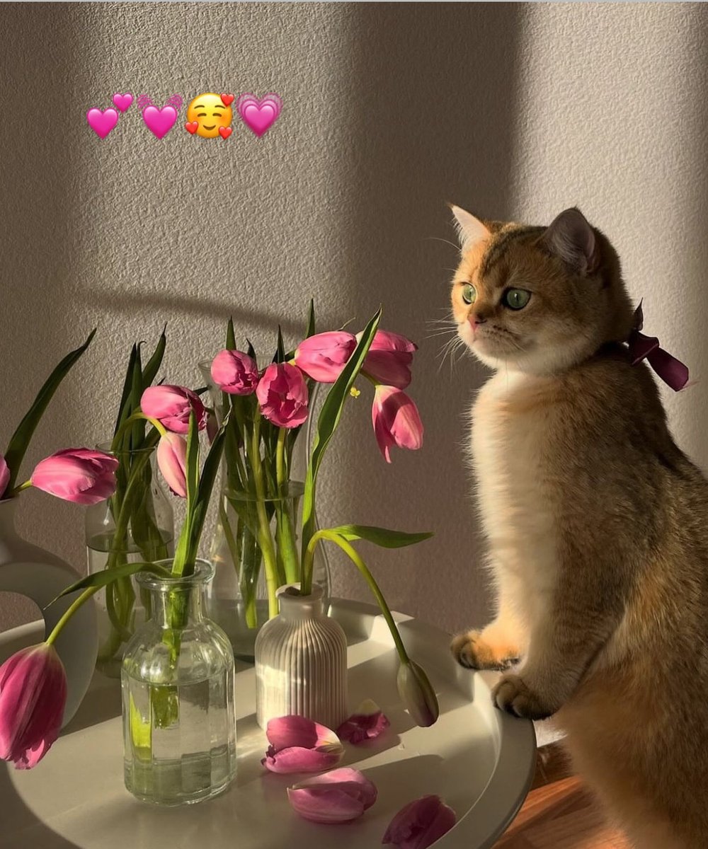 نجمة الجنوب tweet media