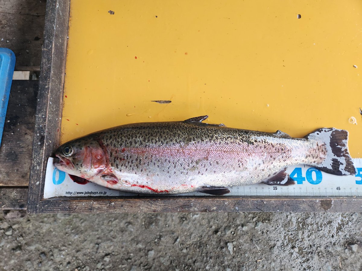 魚釣りの初見さん🎣 tweet media