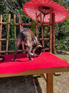 井氷鹿Ihika tweet media