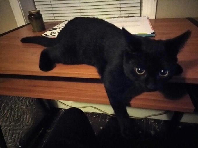 Black cats are not bad luck tweet media