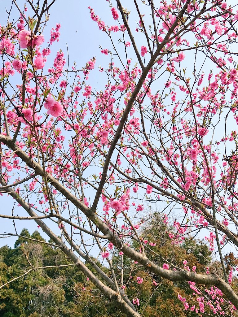 himikaisan's tweet photo. はなもも　が可愛いく　咲いていました💗 https://t.co/IHSObxDvIW