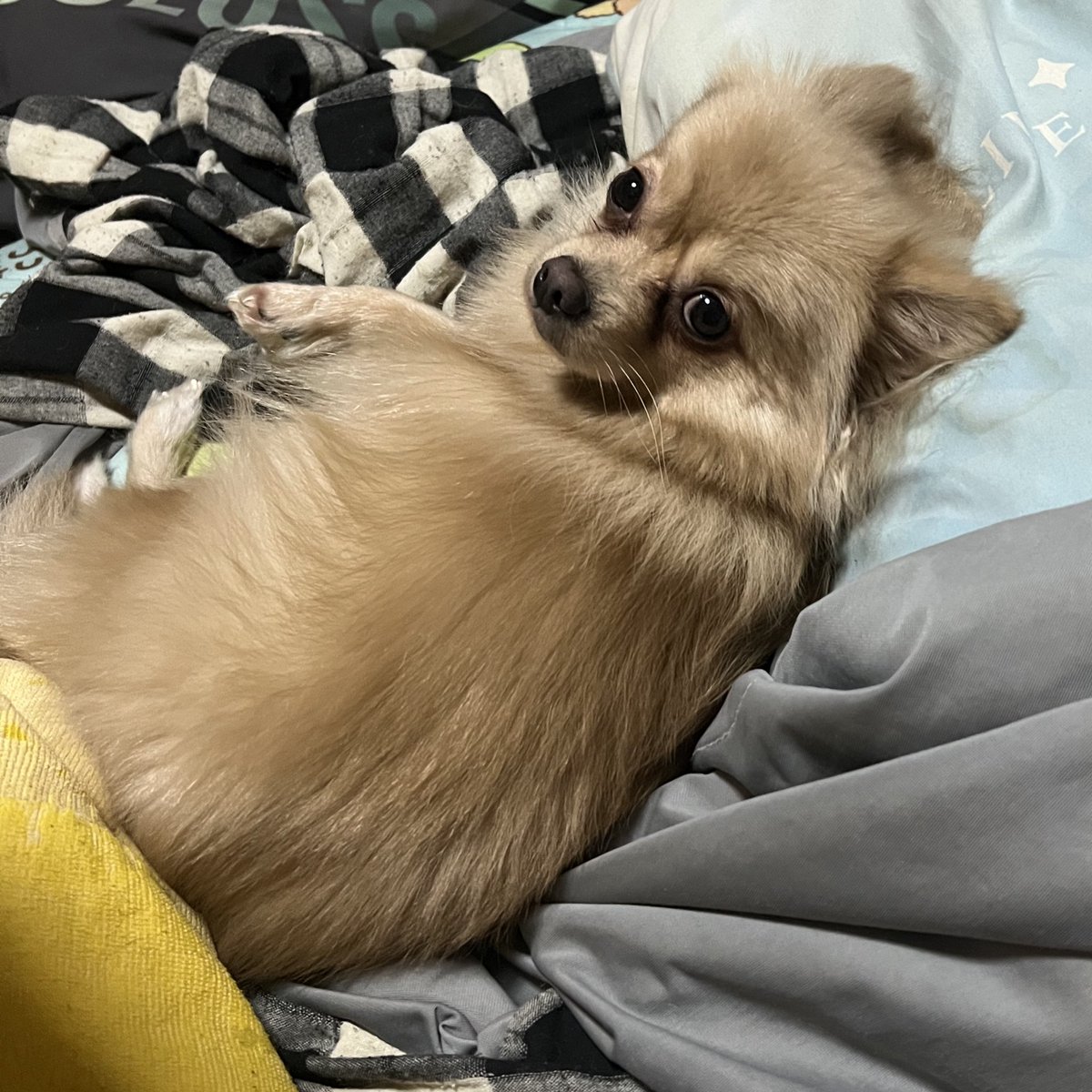 長閑𝑆𝑎𝑛 tweet media