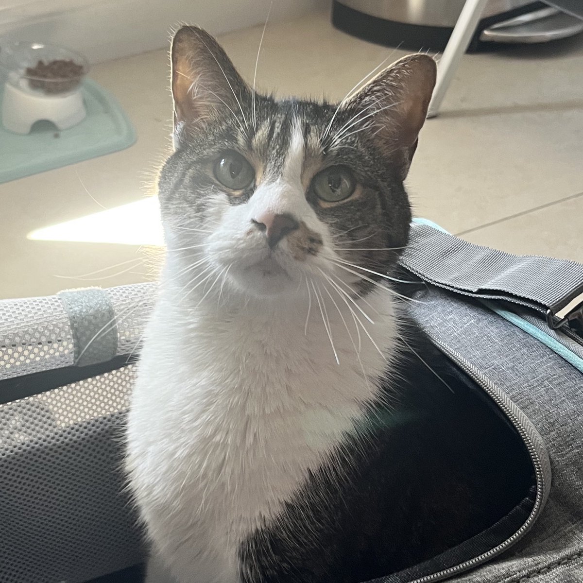 pal ☆ yuri lobotomy ☆ vgen sketch comms open tweet media