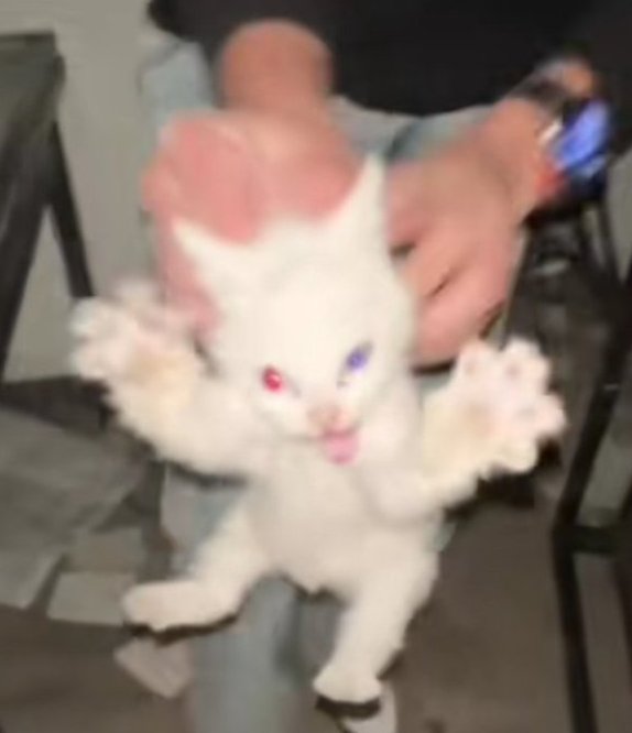 Tao 🍋 tweet media