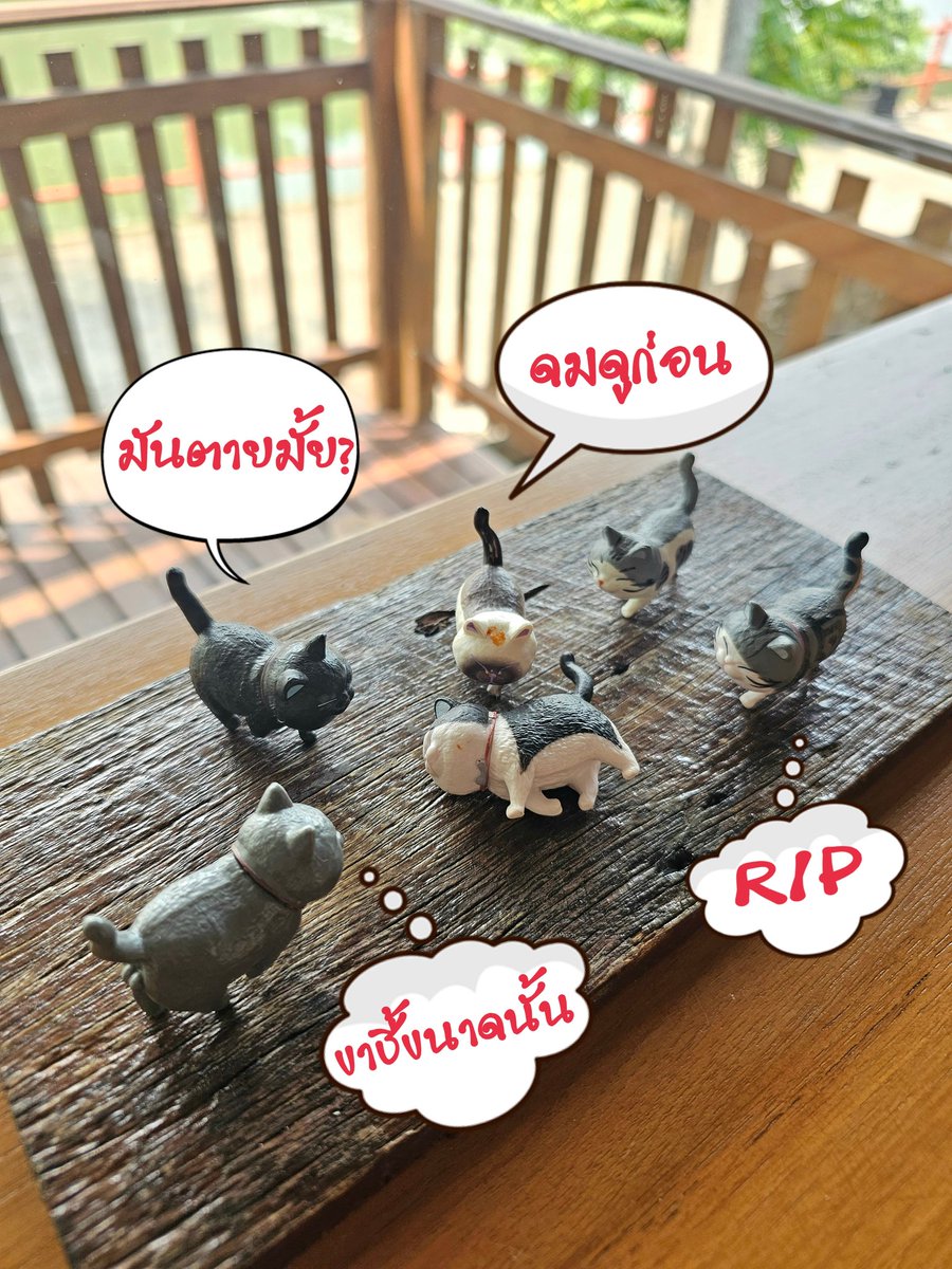 เรื่องของแมว @..Black brew home cafe