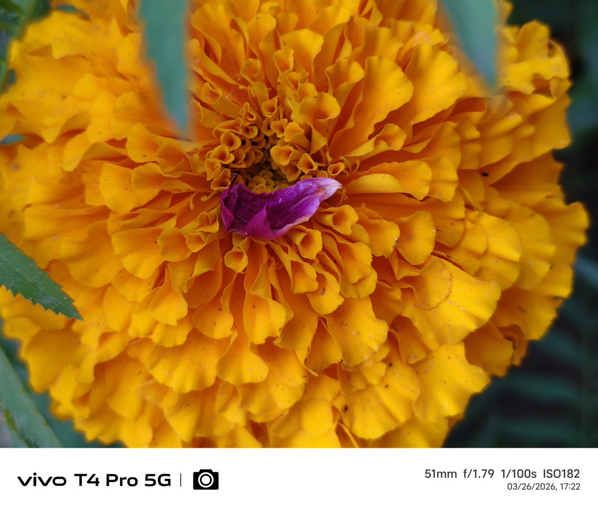 Gpstk2004's tweet photo. Just random clicks 🏵️🏵️
Shot On vivo t4 pro
#ShotOnvivo #vivot4pro #photography #Gpstk
@Snapdragon @Vivo_India @FuntouchOS_IN @JCvivoIndia https://t.co/lmY7uGWKSS