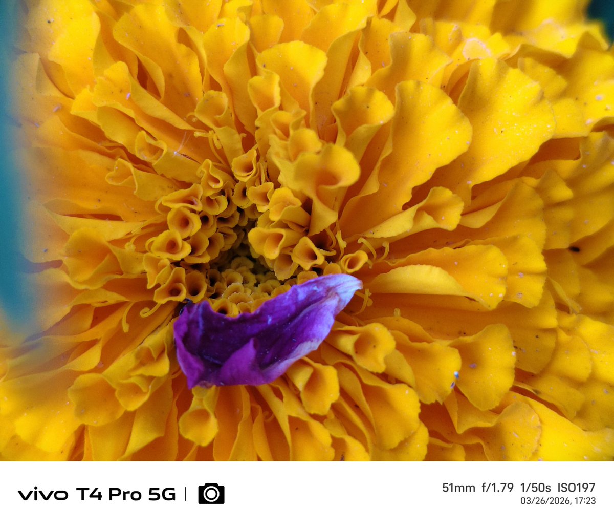 Gpstk2004's tweet photo. Just random clicks 🏵️🏵️
Shot On vivo t4 pro
#ShotOnvivo #vivot4pro #photography #Gpstk
@Snapdragon @Vivo_India @FuntouchOS_IN @JCvivoIndia https://t.co/lmY7uGWKSS