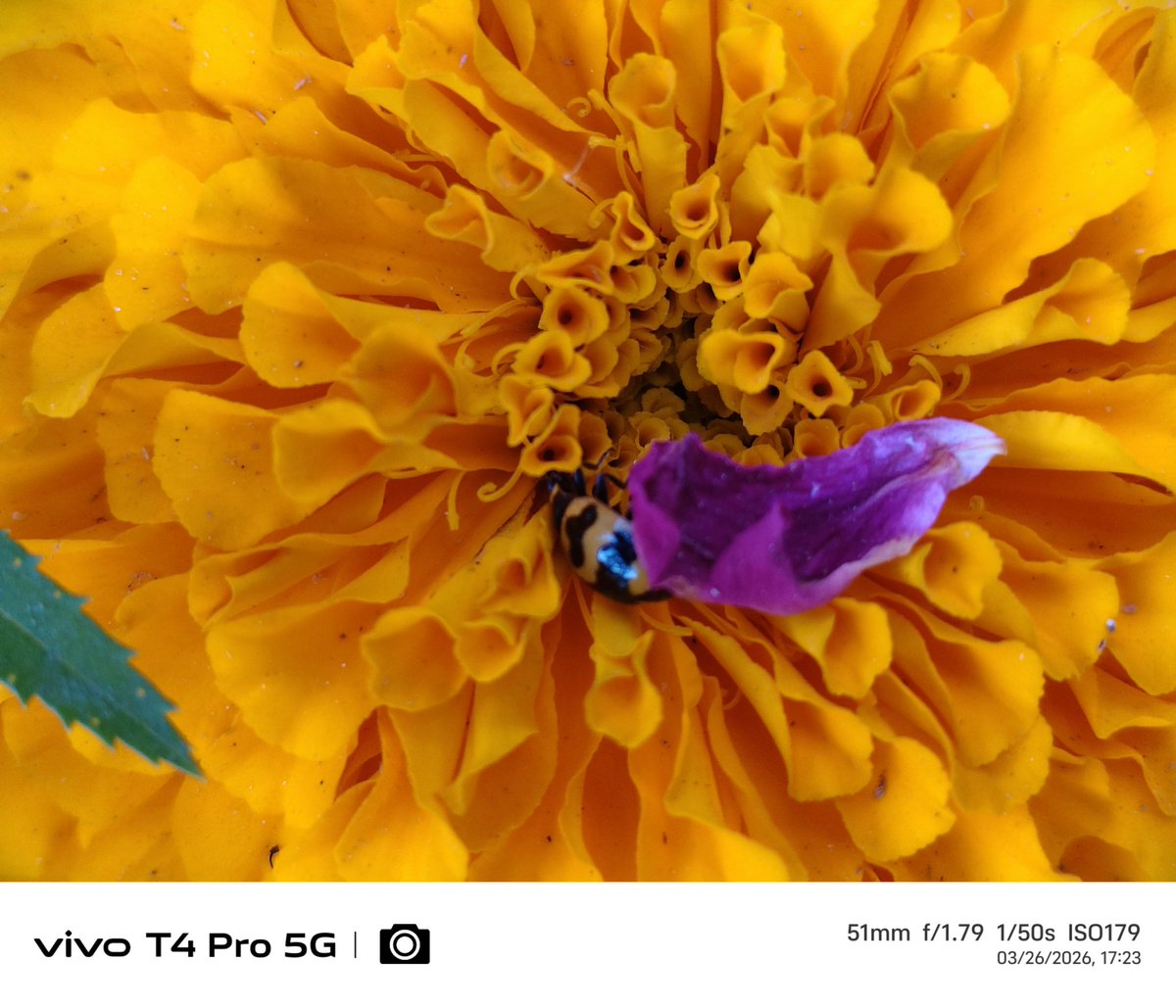 Gpstk2004's tweet photo. Just random clicks 🏵️🏵️
Shot On vivo t4 pro
#ShotOnvivo #vivot4pro #photography #Gpstk
@Snapdragon @Vivo_India @FuntouchOS_IN @JCvivoIndia https://t.co/lmY7uGWKSS
