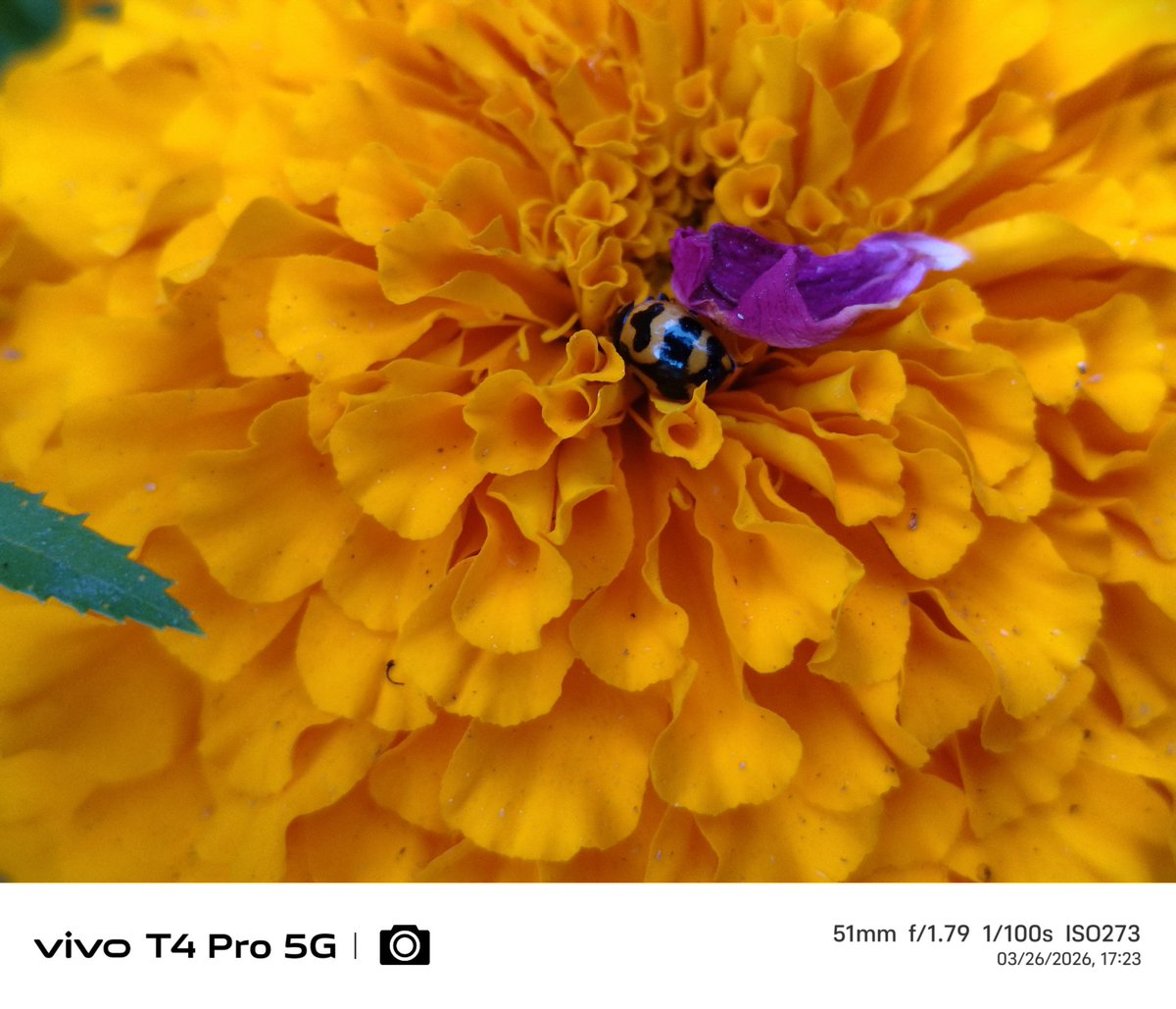 Gpstk2004's tweet photo. Just random clicks 🏵️🏵️
Shot On vivo t4 pro
#ShotOnvivo #vivot4pro #photography #Gpstk
@Snapdragon @Vivo_India @FuntouchOS_IN @JCvivoIndia https://t.co/lmY7uGWKSS