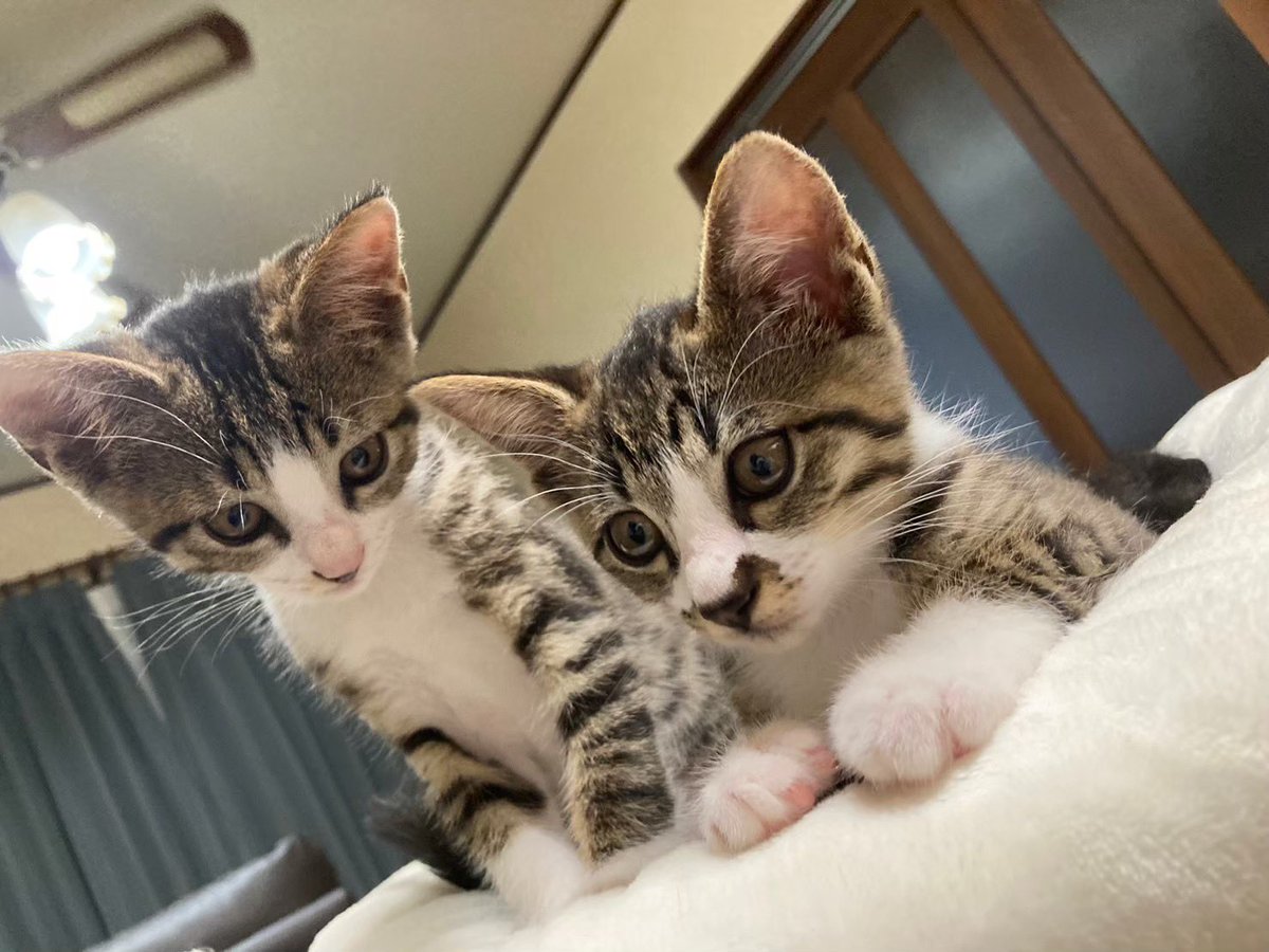 しん坊🐈🐈⬛🐈 tweet media
