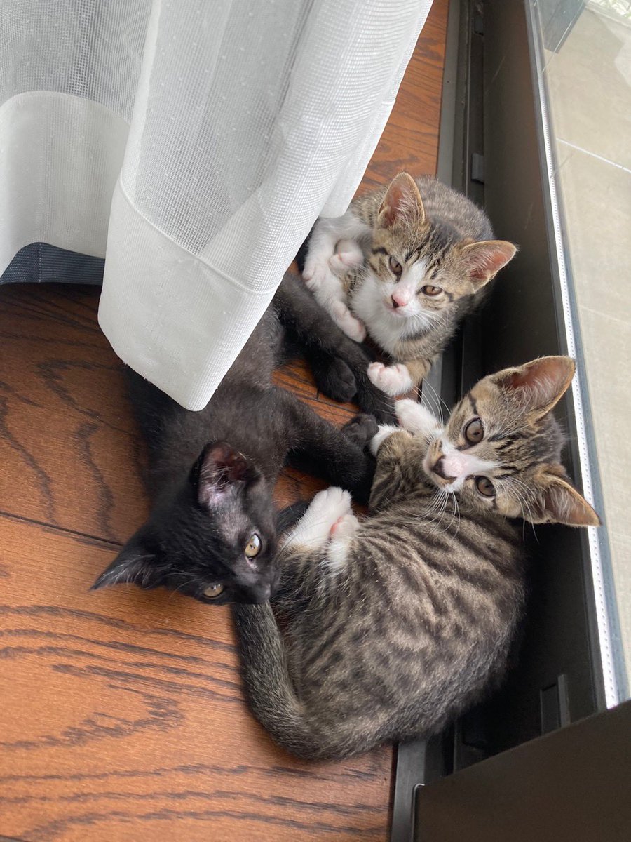 しん坊🐈🐈⬛🐈 tweet media