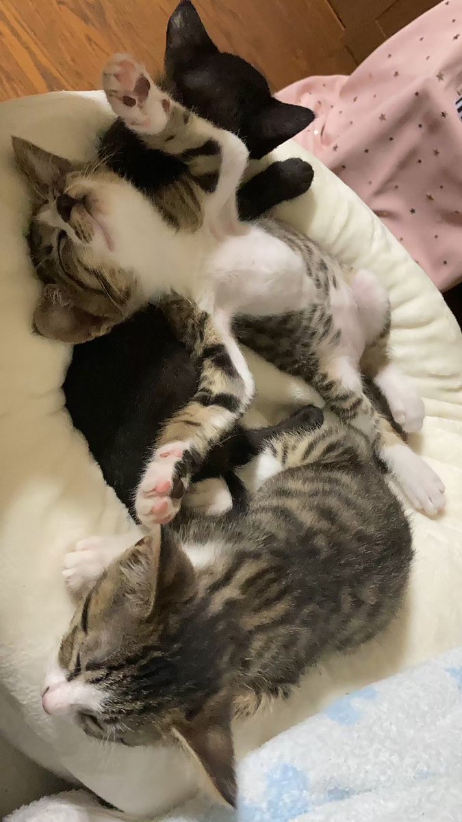 しん坊🐈🐈⬛🐈 tweet media