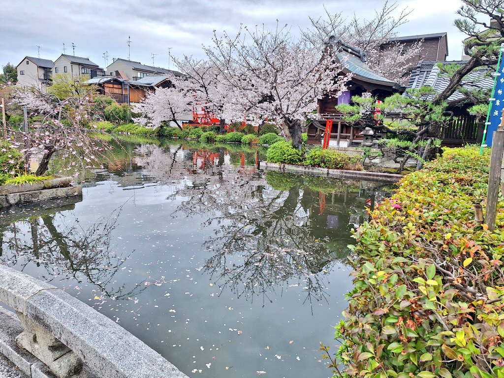 和み柴っこ【公式】 tweet media