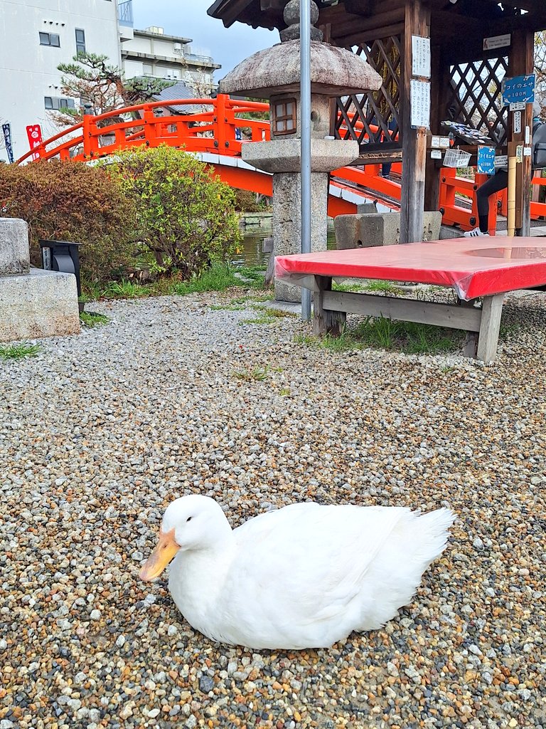 和み柴っこ【公式】 tweet media