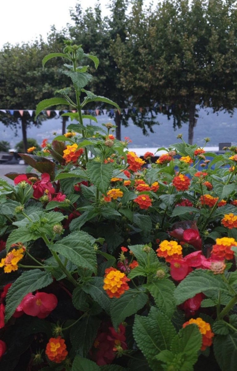 ابو سلطان tweet media