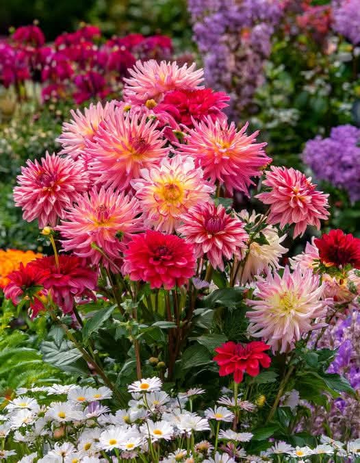 Donatella Fumagalli tweet media