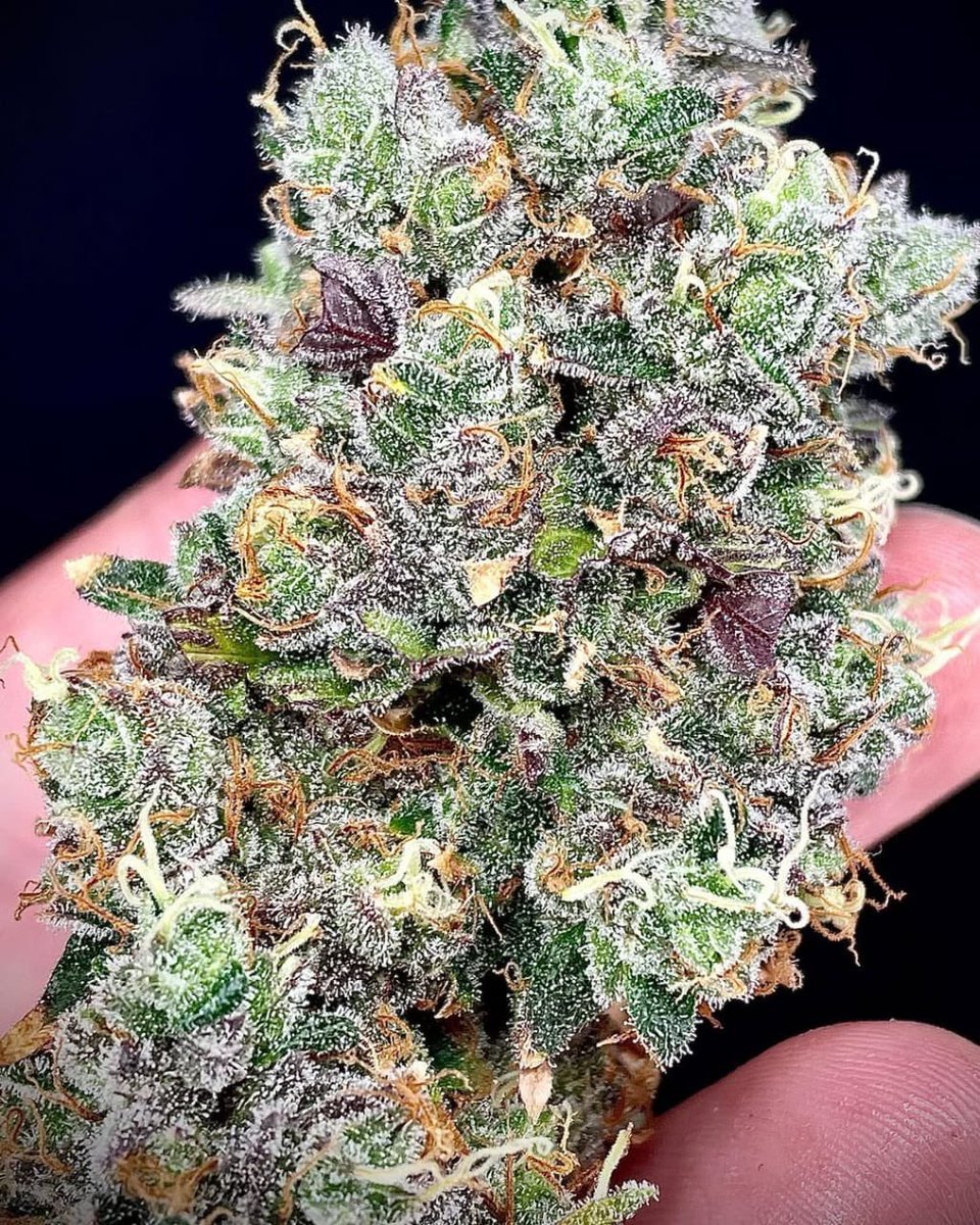 ExoticZaUS's tweet photo. Looks like snow but it ainโt โ๏ธ๐ฎโ๐จ
Real smokers know what this hitting likeโฆ
You rolling this or saving it? ๐
#GasPack #ExoticSmoke #420 https://t.co/XMYSOB2Bpw