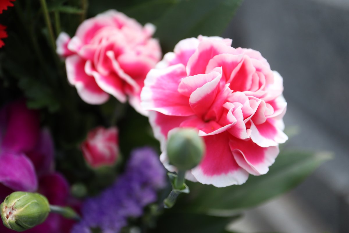 ★ぼやきぃぬ☆ tweet media