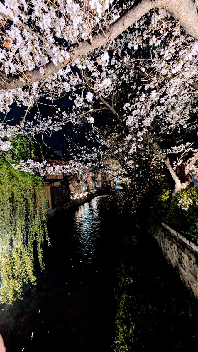 花街ぞめき、正脇良平 Ryohei Masawaki tweet media