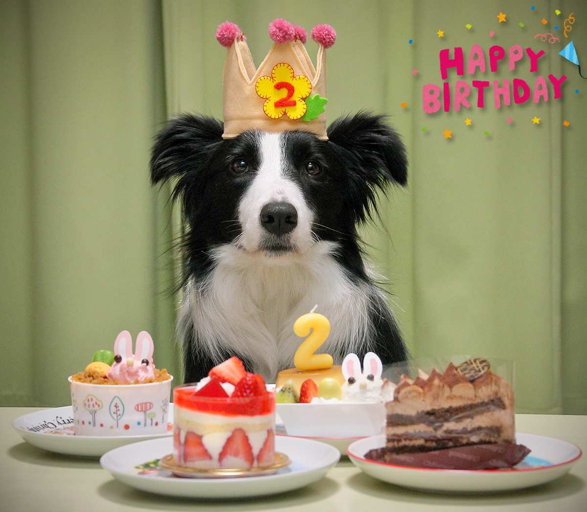 ボーダーコリーのアロア tweet media