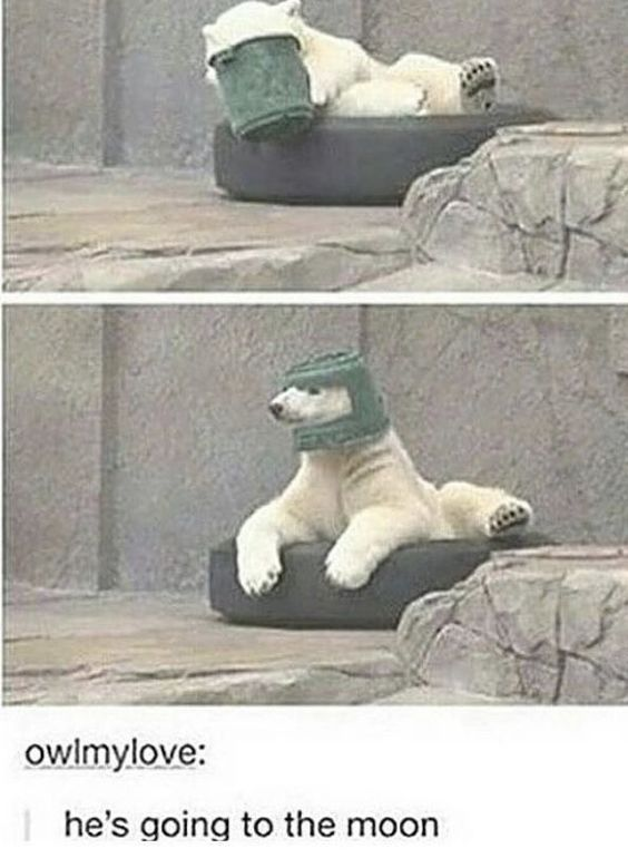 WholesomeMemes tweet media