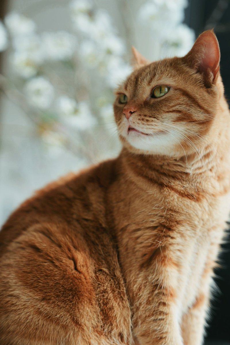 花江 夏樹 tweet media