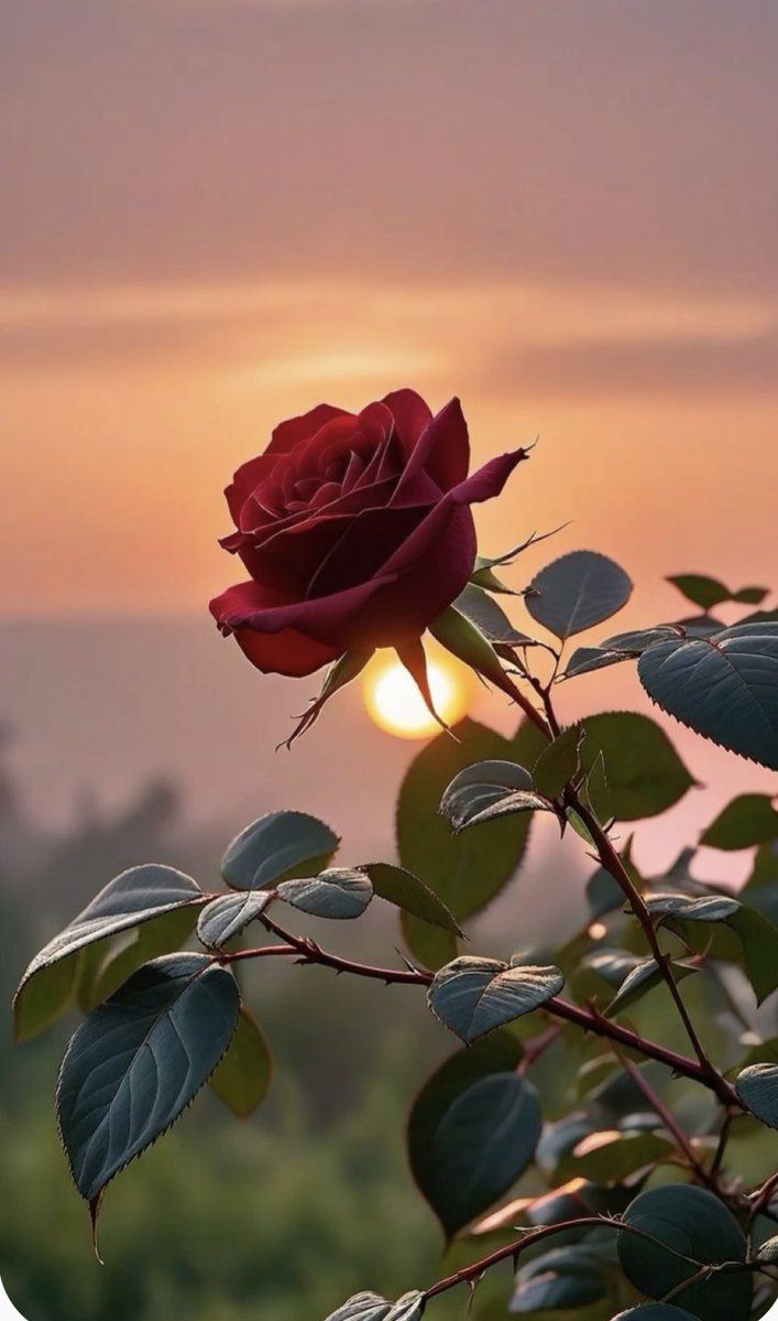 غاده ،،معلمة،، tweet media