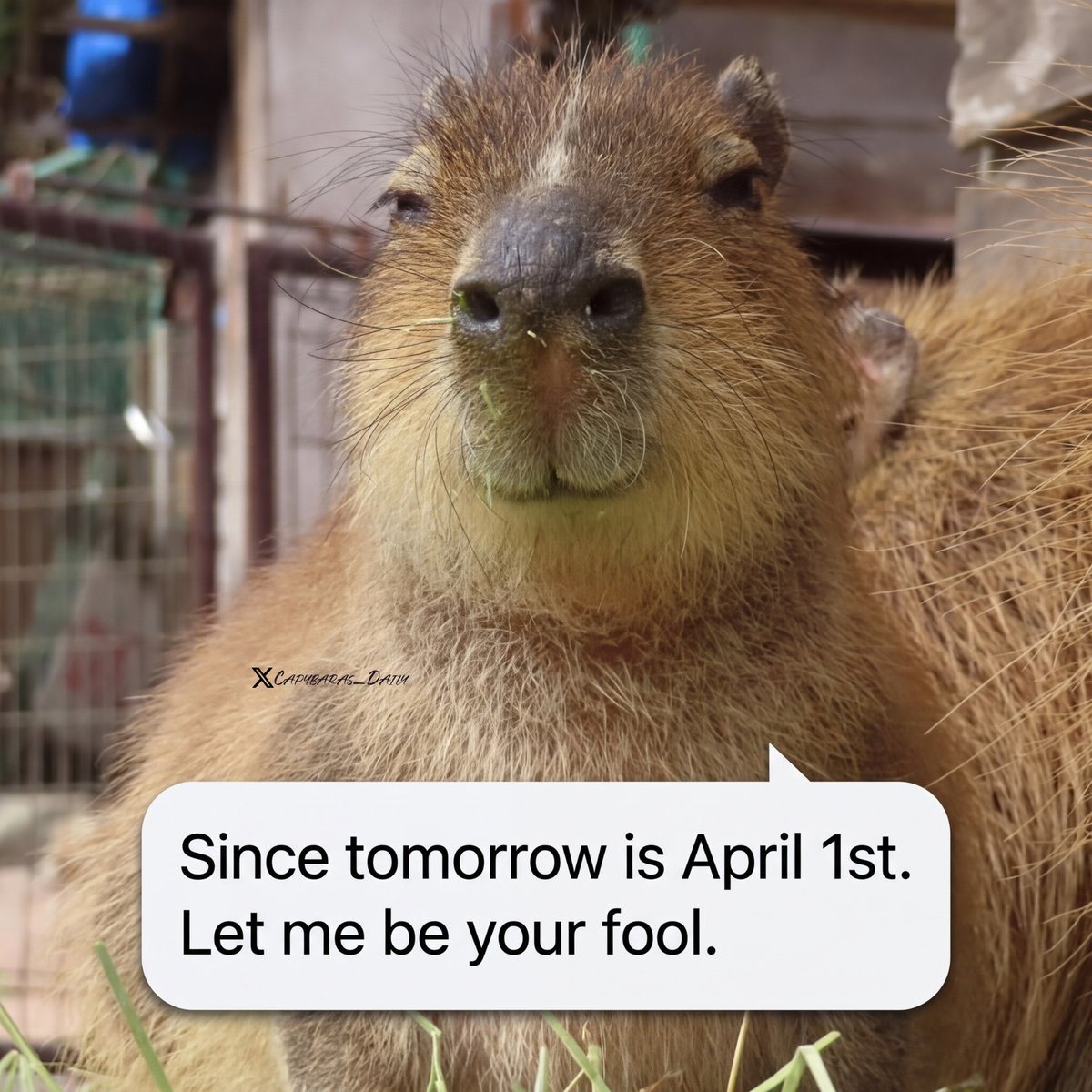 Capybaras_Daily's tweet photo. 🤗 https://t.co/NVd8GzPREt