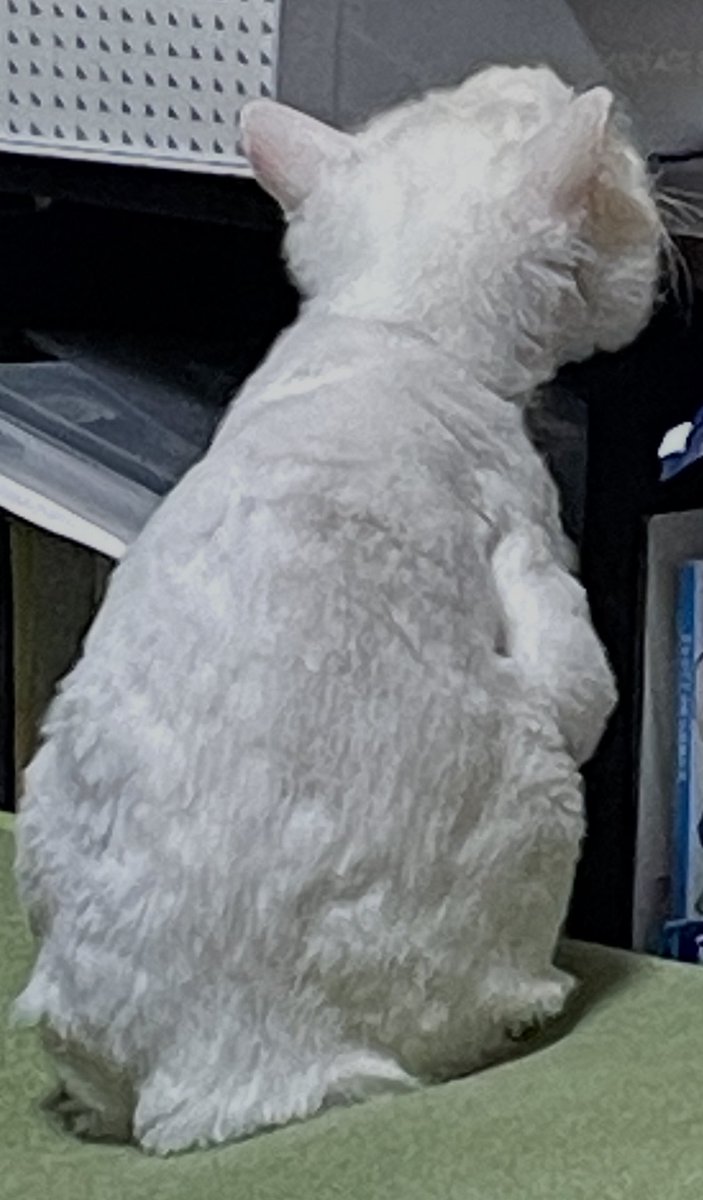 S.Nishikawa@次は5/4秘跡 tweet media