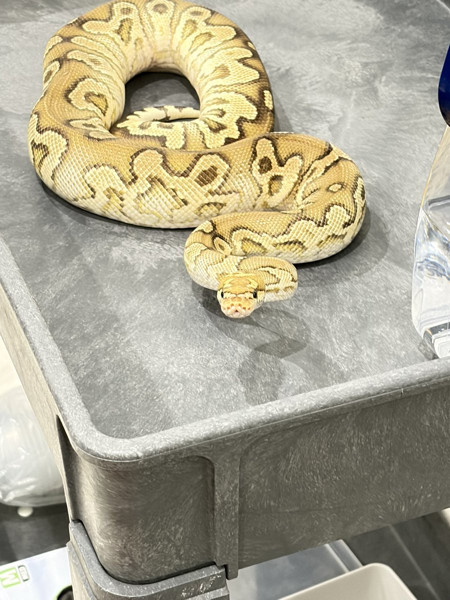 810lasucivia tweet media