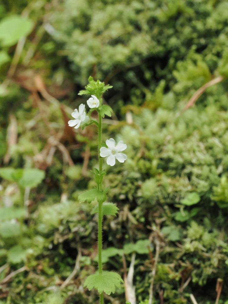 【公式】奄美大島世界遺産センター tweet media