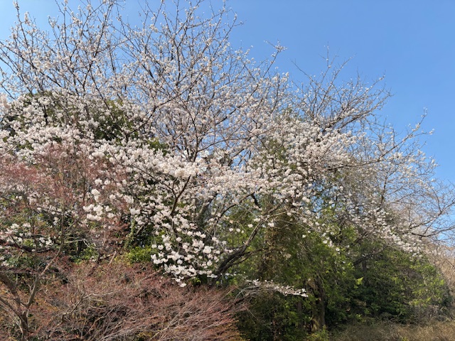 オリムピックナショナルGCｰEAST tweet media