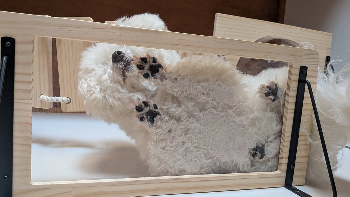 魅惑のもじゃもじゃ