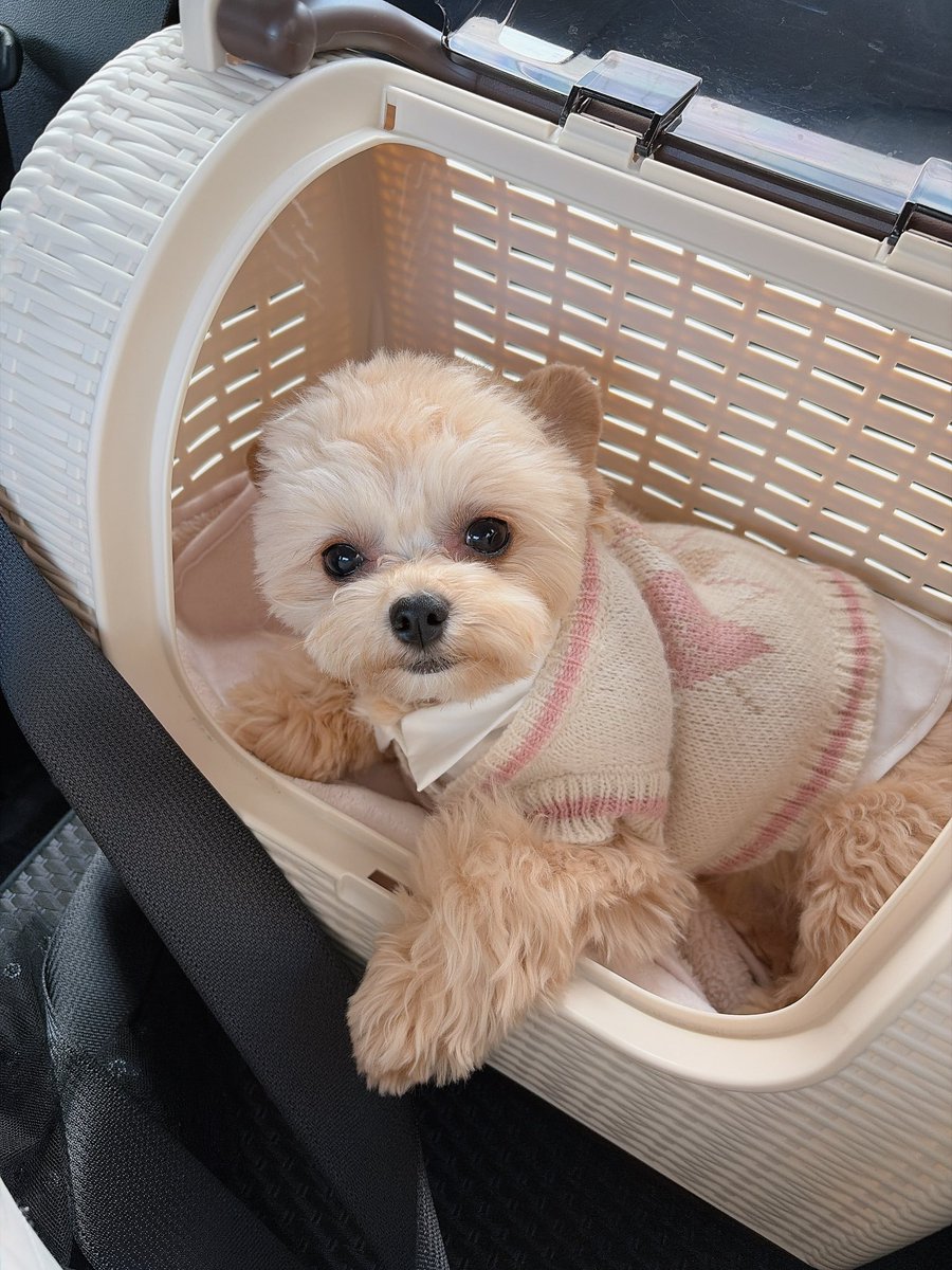 LinaBelltan's tweet photo. 今日明日と雨予報だったから、昨日は家族でお出かけしたよ🐶

#愛犬 #犬のいる暮らし #犬のいる幸せ https://t.co/lWvEtT1TmC