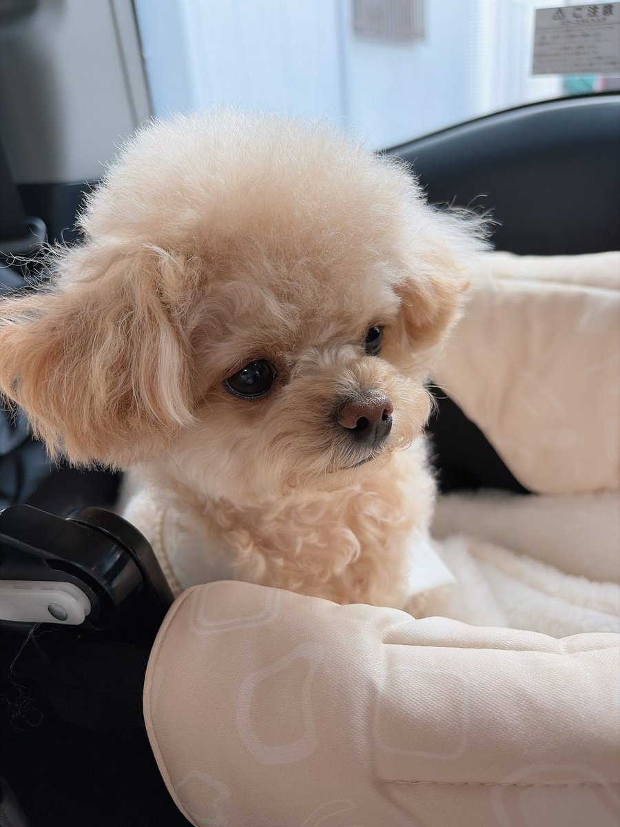 LinaBelltan's tweet photo. 今日明日と雨予報だったから、昨日は家族でお出かけしたよ🐶

#愛犬 #犬のいる暮らし #犬のいる幸せ https://t.co/lWvEtT1TmC